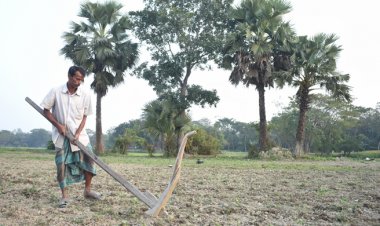 কৃষকের কাঠের লাঙলের দেখা মেলে মাঠে
