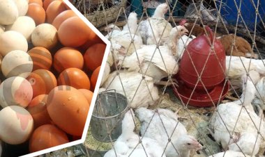  ডিমের দাম বেড়েছে, কমেছে মুরগির