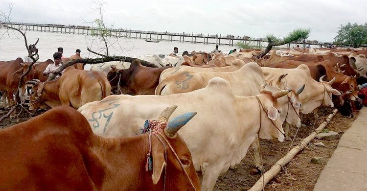  কাল থেকে গবাদিপশুর অবৈধ অনুপ্রবেশ সম্পূর্ণ নিষিদ্ধ: উপদেষ্টা