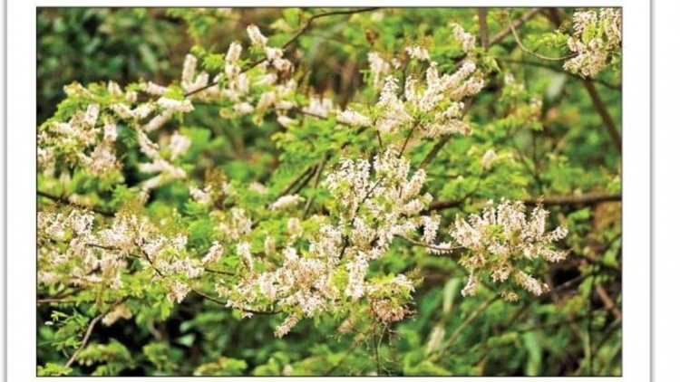 ফুলের নাম পঙ্গপাল, পাহাড়ে মুগ্ধতা