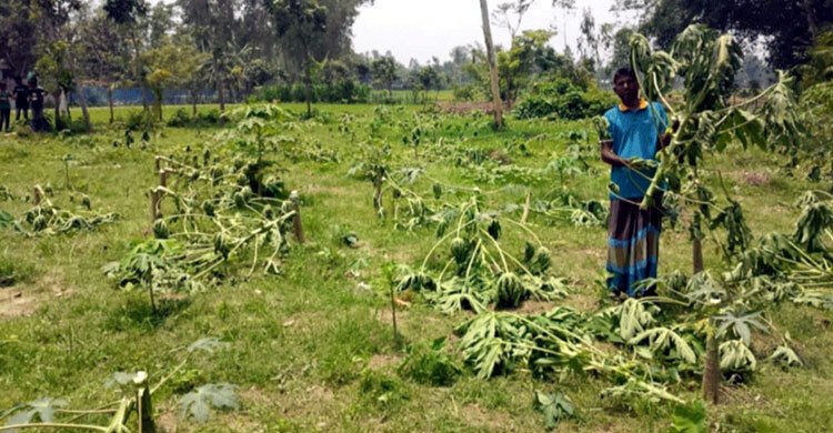 গাছের প্রতি এ কেমন আক্রোশ!