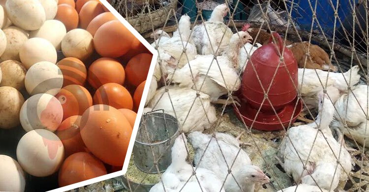  ডিমের দাম বেড়েছে, কমেছে মুরগির