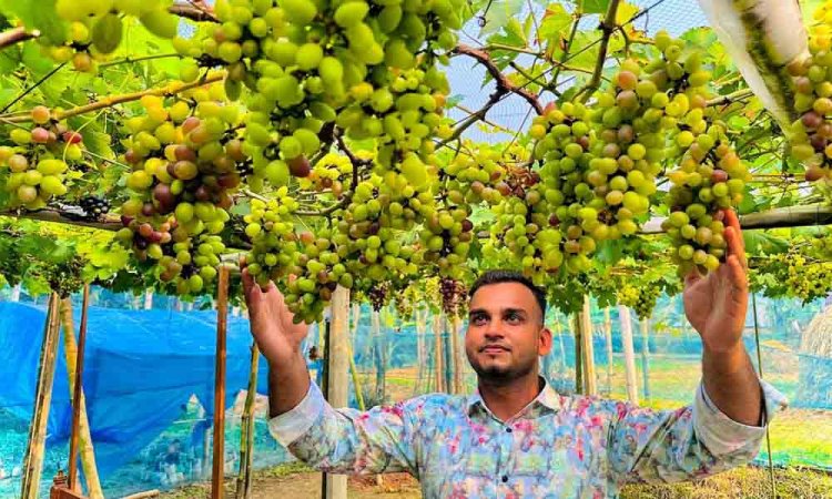 ময়মনসিংহে প্রথম বাণিজ্যিকভাবে আঙ্গুর চাষ করে সফল সুমন