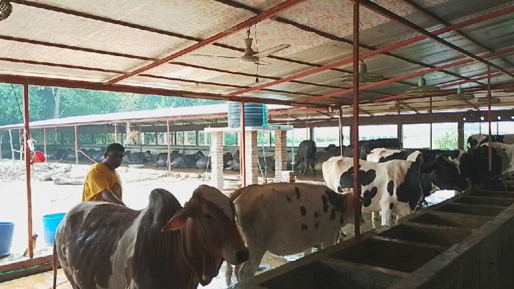 দৌলতপুরে কুরবানির জন্য প্রস্তুত ৪৭ হাজার গবাদিপশু